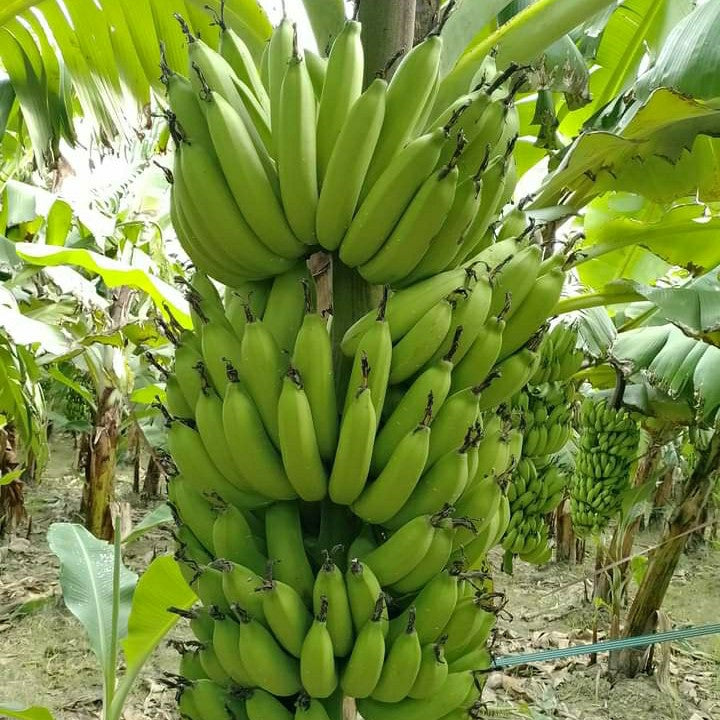 Grand Nain Banana (Musa acuminata)