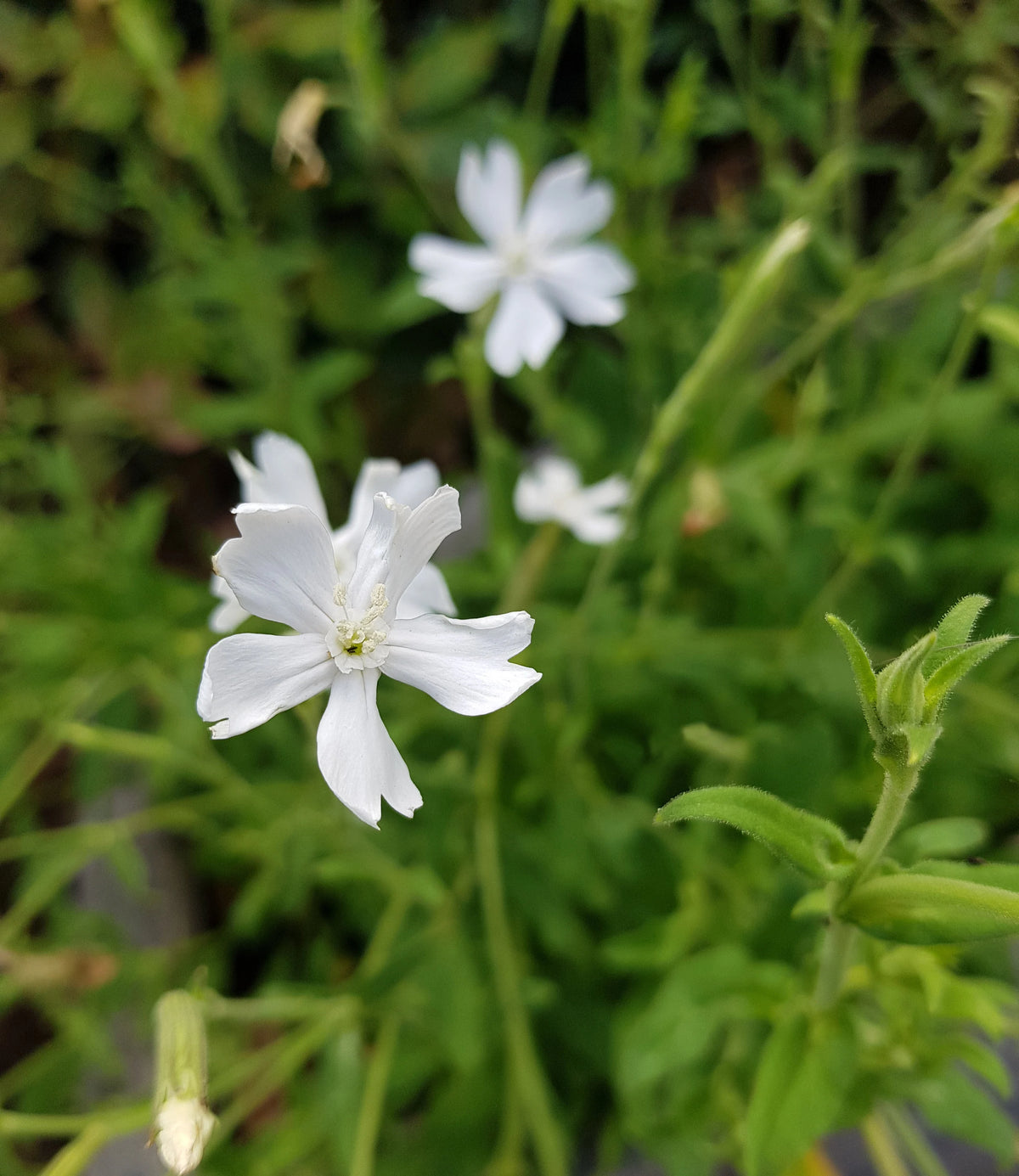 Xhosa herb plant seeds African perennial for home gardens