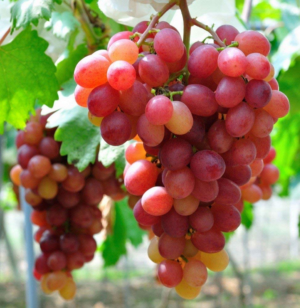 Xinjiang Red Grape seeds for backyard gardening and vineyard growth