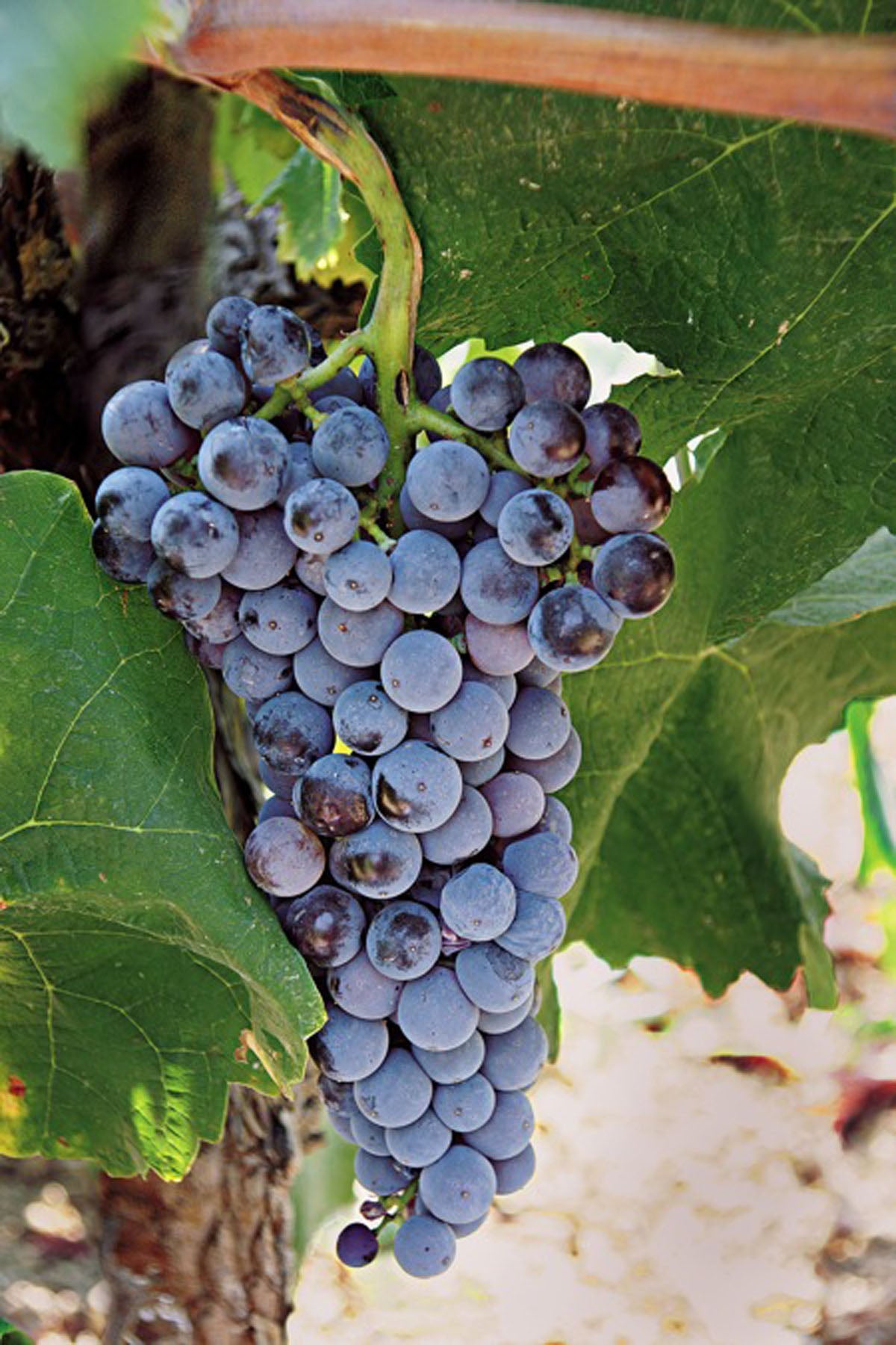 Xinomavro (Vitis vinifera / Common Name: Xinomavro Grape)