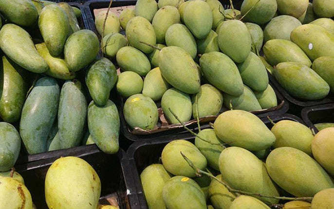 Xoài (Mangifera indica / Common Name: Mango)