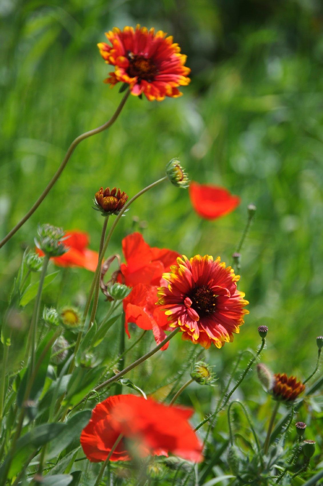 Blanket Flower Seeds - Burgundy