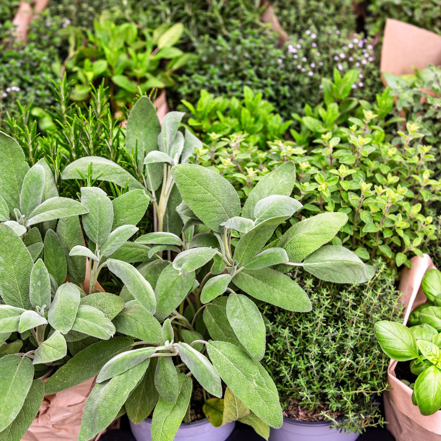Green Pennyroyal Herb Plant Seeds for Aromatic and Pet-Friendly Gardens – Fresh Herb for Your Garden