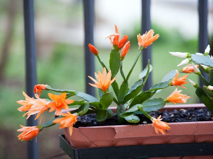 Schlumbergera Flower Seeds for Planting ,Heirloom Seeds -100