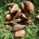 Yacon seeds for planting heirloom Non GMO