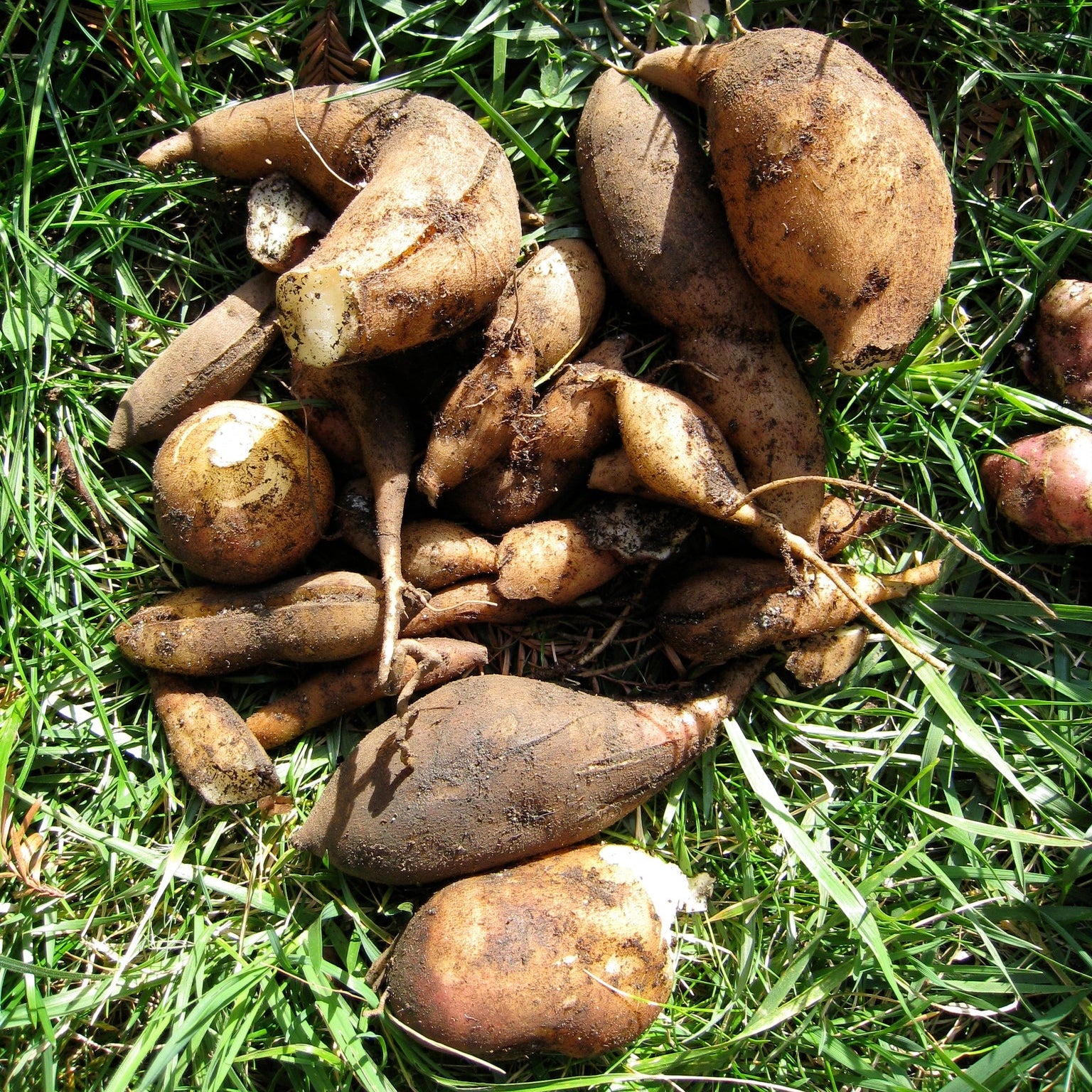 Yacon seeds for planting heirloom Non GMO