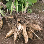 Yacon seeds growing guide for home garden