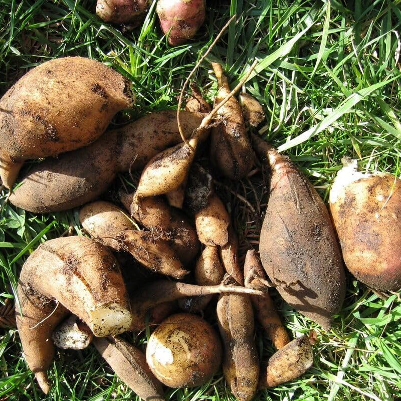 High germination Yacon seeds for planting