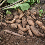 Yacon seeds for organic-style home gardening