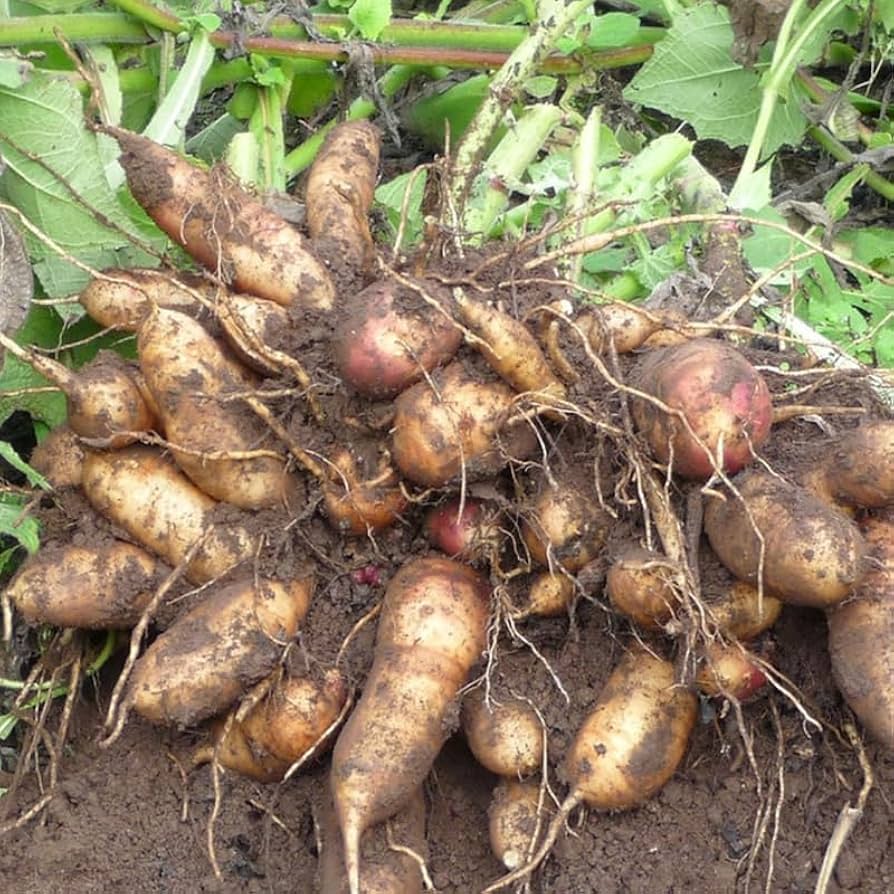 Yacon perennial plant seeds for outdoor growing