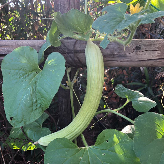 Long Cucumber Variety Yard Long Crisp Texture