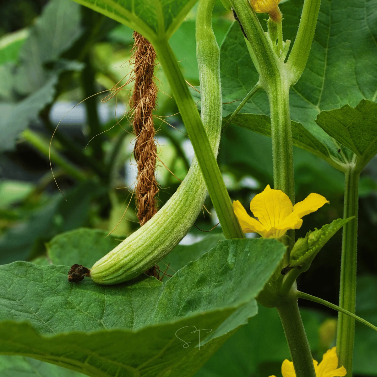 Yard Long Cucumber Plant Growing Guide for Home Garden