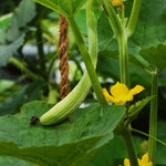 Yard Long Cucumber Plant Growing Guide for Home Garden