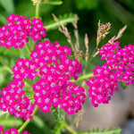 Pink Cerise Flower Seeds for Planting - NON GMO Seeds Dhara Seeds