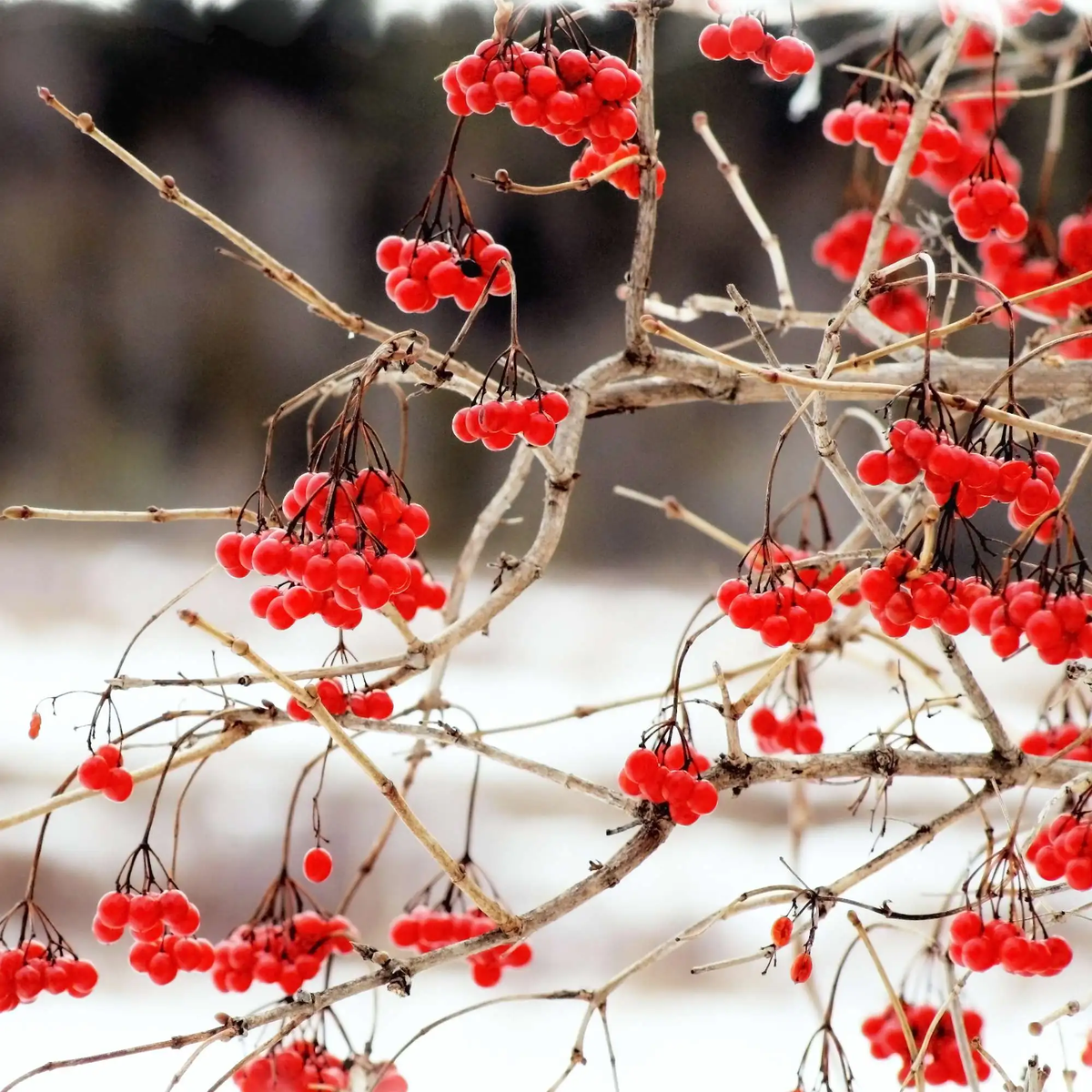 Green Yaupon Holly fruit seeds for planting