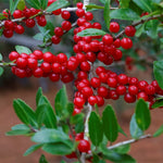 Yaupon Holly seeds used for landscape planting