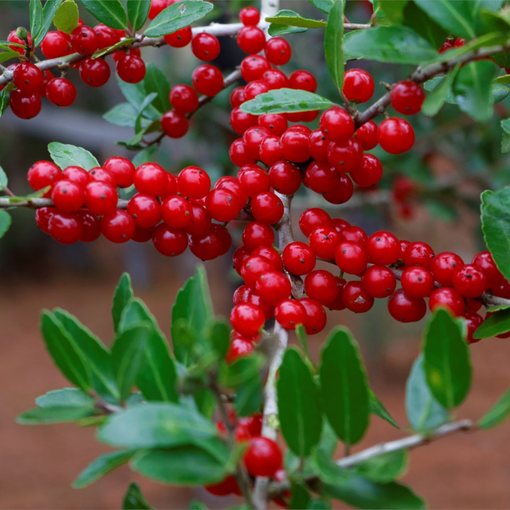 Yaupon Holly seeds used for landscape planting