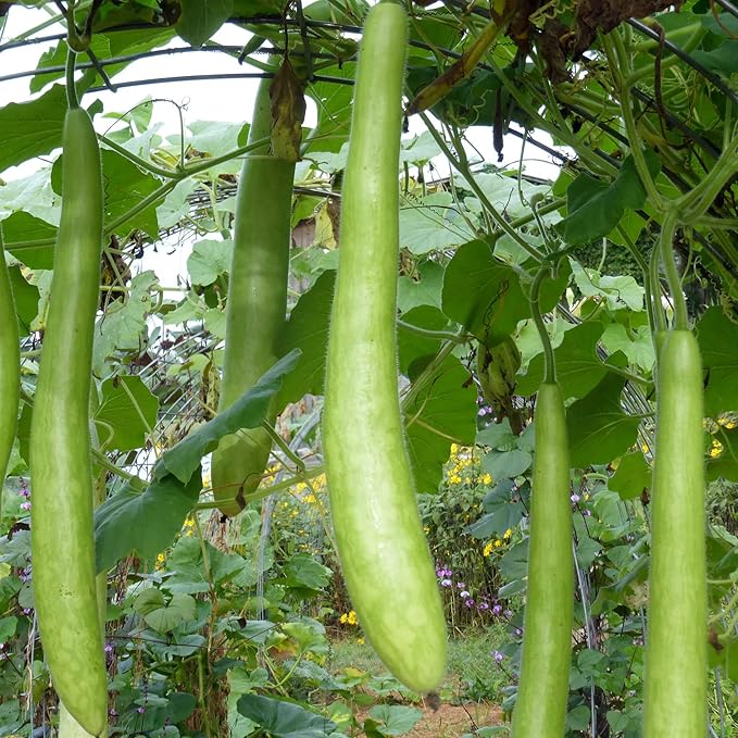 YEGAOL Garden Cucuzzi Gourd Vegetable Seeds for Planting - 100 Pcs pcs - Dharaseeds