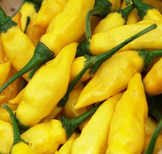 Yellow Aji Limon Seeds for Planting - 100 Pcs pcs - Dharaseeds