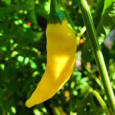 Yellow Aji Limon Seeds for Planting - 100 Pcs pcs - Dharaseeds