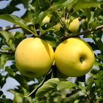 Non GMO yellow apple tree seeds Malus Domestica