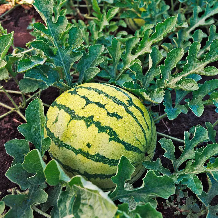 Yellow Baby Doll watermelon seeds for planting in home gardens