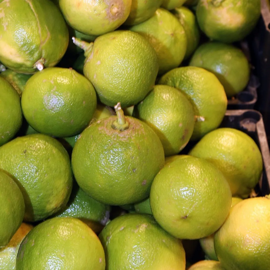 Yellow Bergamot seedlings showing easy germination from quality seeds