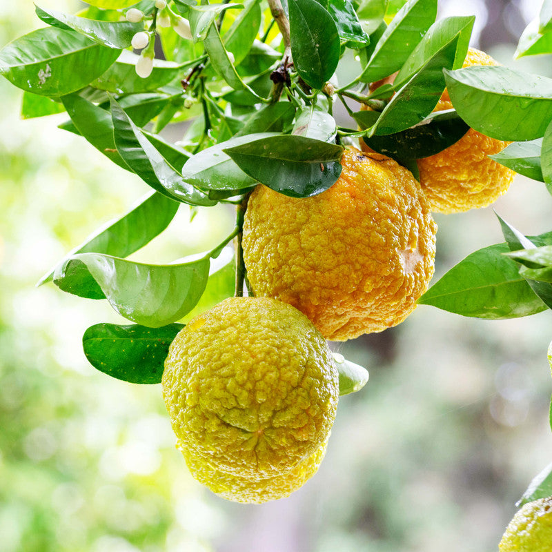 Yellow Bergamot seeds with planting and growing guide for home gardens