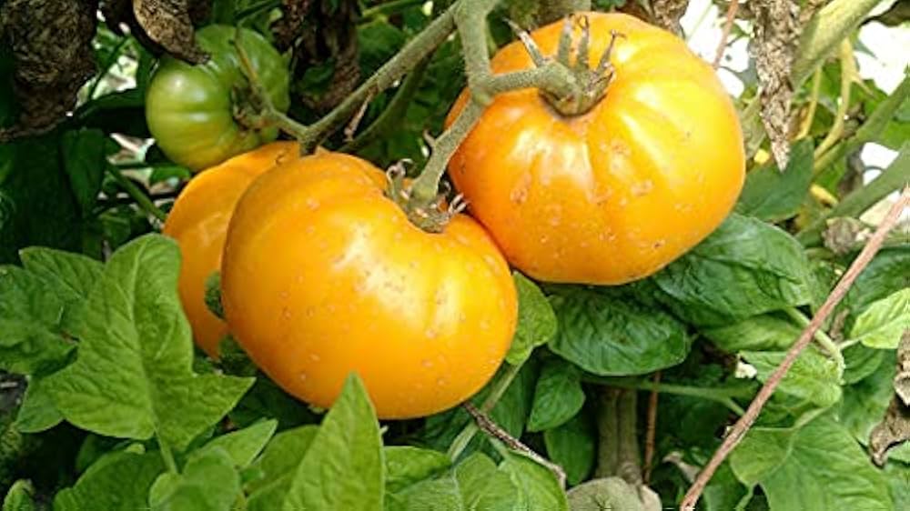 Yellow Brandywine PS Tomato Seeds – Rich Heirloom with Deep Yellow Flesh - Dharaseeds