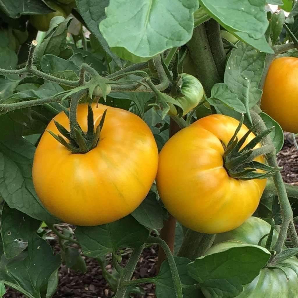 Yellow Brandywine PS Tomato Seeds – Rich Heirloom with Deep Yellow Flesh - Dharaseeds
