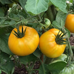 Yellow Brandywine PS Tomato Seeds – Rich Heirloom with Deep Yellow Flesh - Dharaseeds