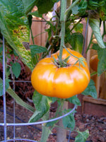 Yellow Brandywine Tomato seeds – heirloom variety with rich, golden flavor - Dharaseeds