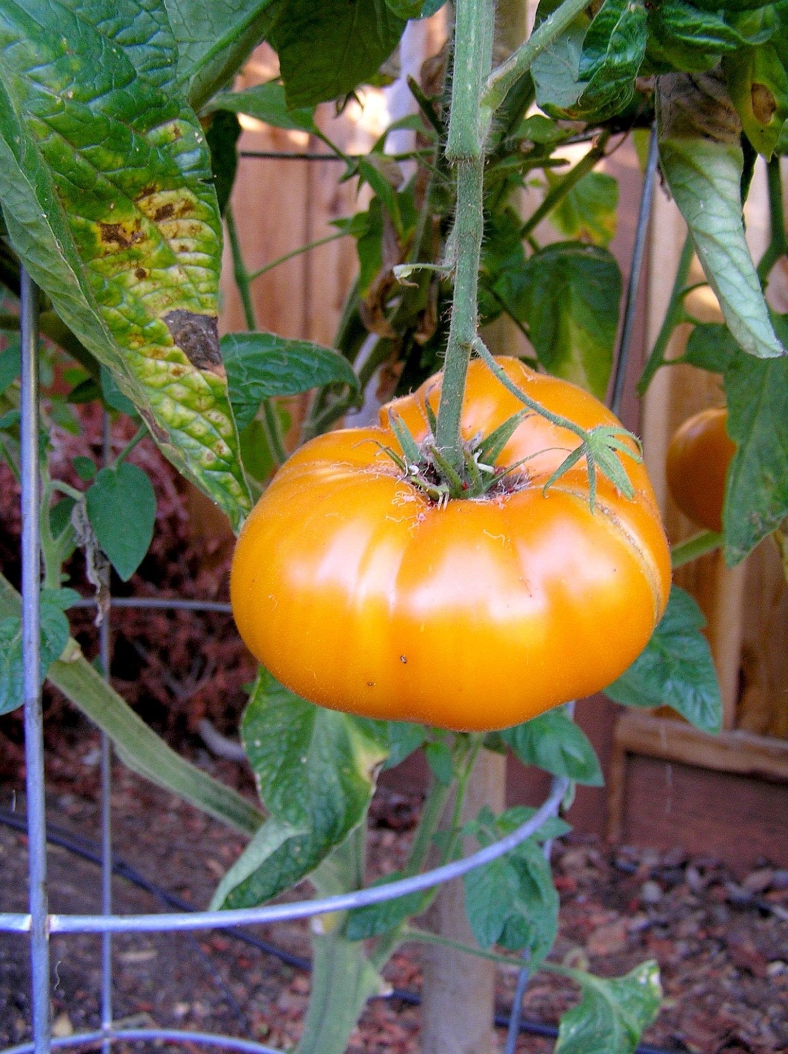 Yellow Brandywine Tomato seeds – heirloom variety with rich, golden flavor - Dharaseeds