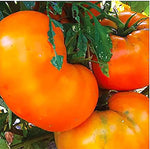 Yellow Brandywine Tomato seeds – heirloom variety with rich, golden flavor - Dharaseeds