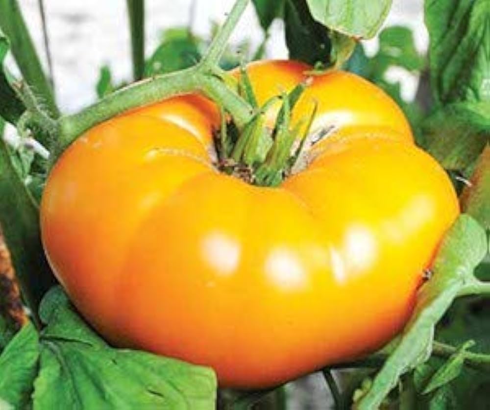 Yellow Brandywine Tomato seeds – heirloom variety with rich, golden flavor - Dharaseeds