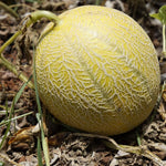 Yellow cantaloupe melon seeds with high germination rate