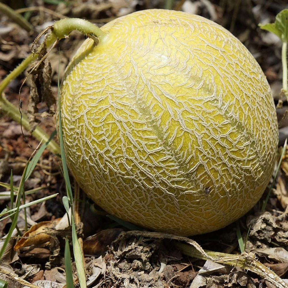 Yellow cantaloupe melon seeds with high germination rate