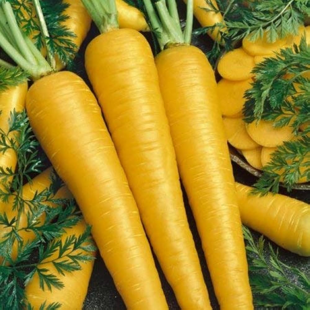 Yellow Carrot Seeds – Golden Heirloom Carrots with Sweet Crunchy Texture - Dharaseeds