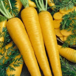 Yellow Carrot Seeds – Golden Heirloom Carrots with Sweet Crunchy Texture - Dharaseeds