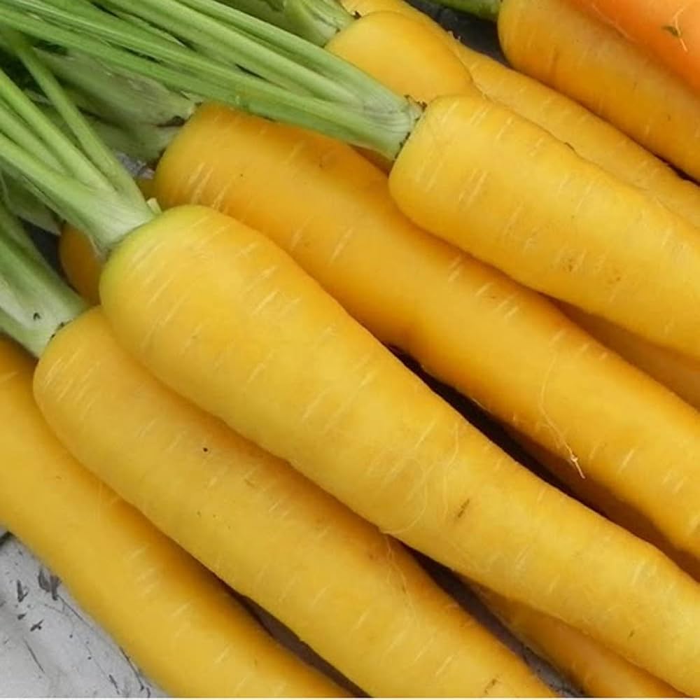 Yellow Carrot Seeds – Golden Heirloom Carrots with Sweet Crunchy Texture - Dharaseeds