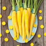 Yellow Carrot Seeds – Golden Heirloom Carrots with Sweet Crunchy Texture - Dharaseeds