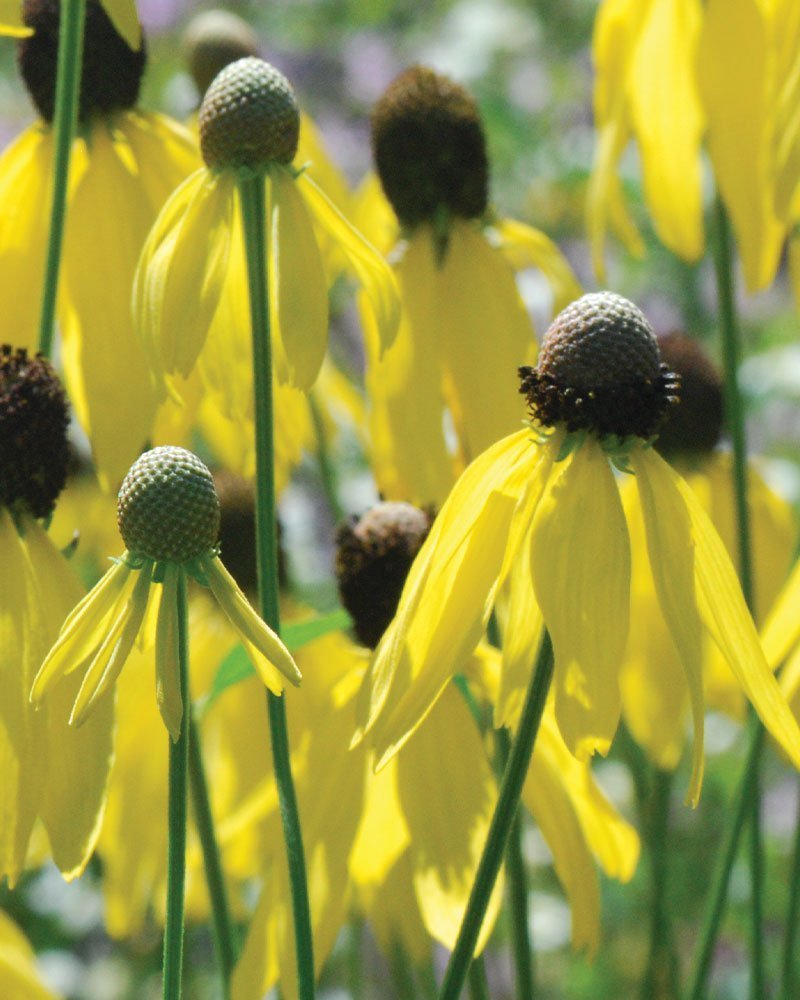 Coneflower Yellow - Seeds - Sow Spring or Fall - GMO – Heirloom, Non-GMO, High Germination Organic Garden Seeds