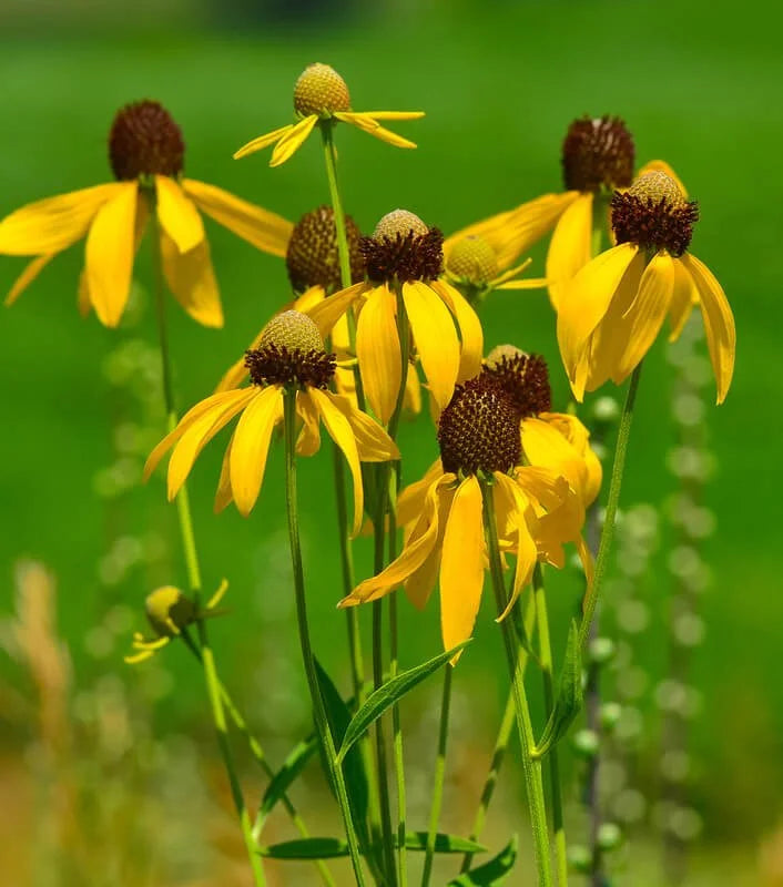 Coneflower Yellow - Seeds - Sow Spring or Fall - GMO – Heirloom, Non-GMO, High Germination Organic Garden Seeds