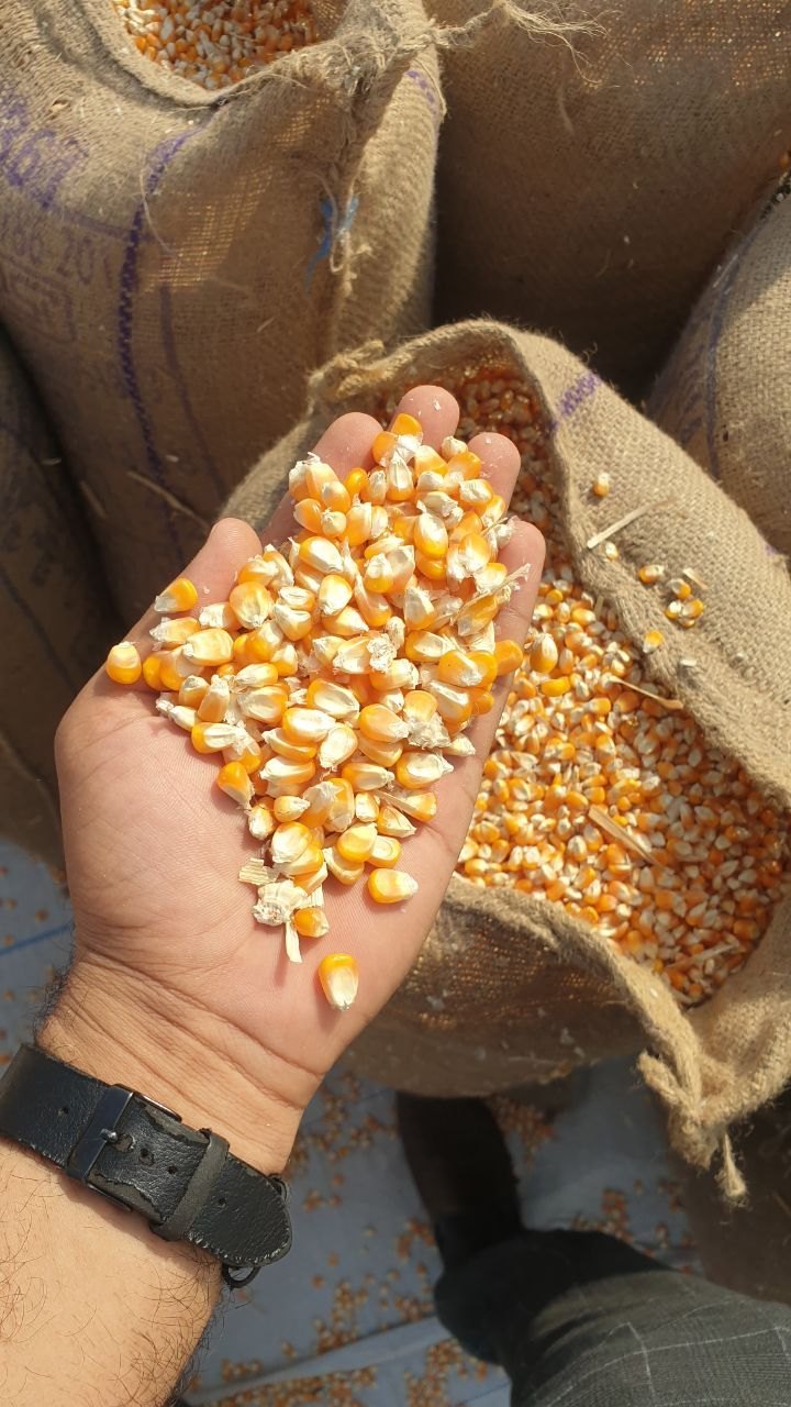 Sweet Yellow Corn Seeds