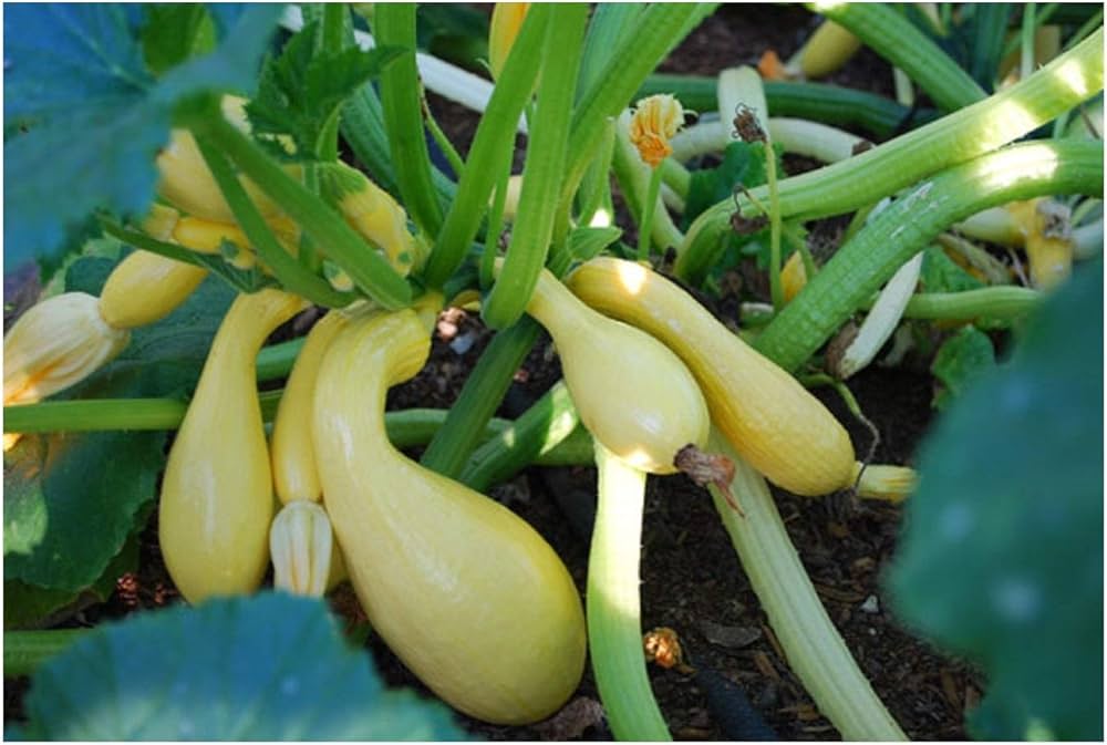 Yellow Crookneck Summer Squash Seeds – Classic Heirloom Vegetable - Dharaseeds