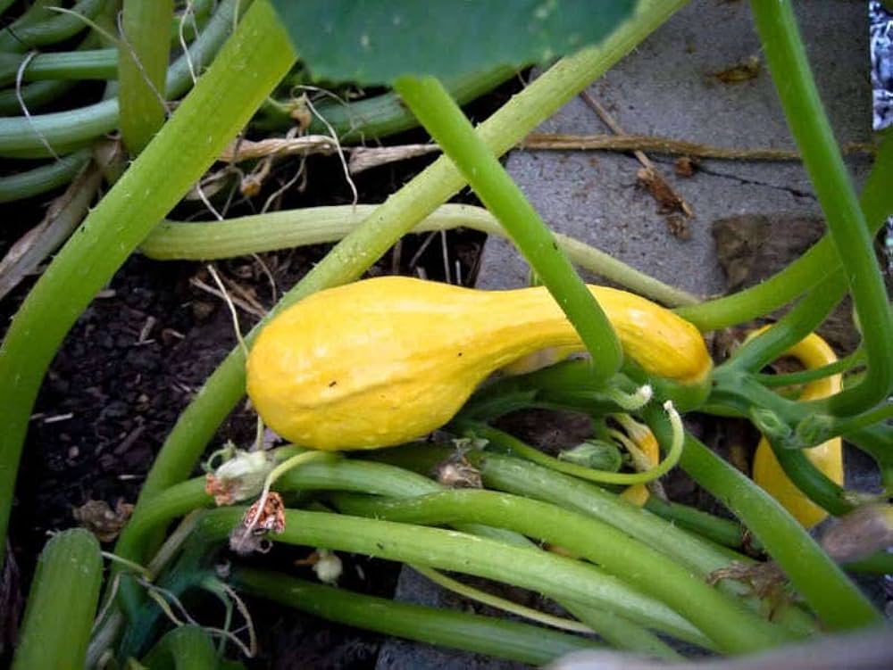 Yellow Crookneck Summer Squash Seeds – Classic Heirloom Vegetable - Dharaseeds