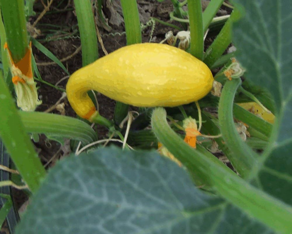 Yellow Crookneck Summer Squash Seeds – Classic Heirloom Vegetable - Dharaseeds