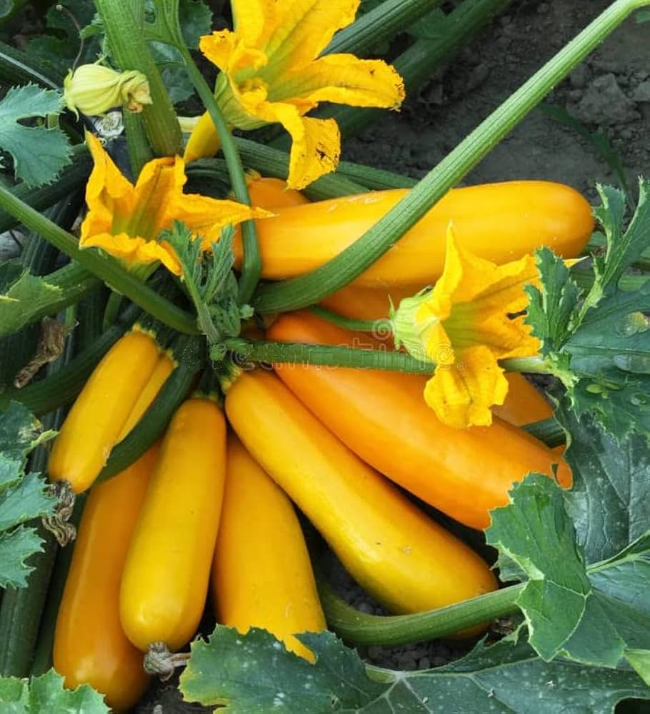 Yellow Crookneck Summer Squash Seeds – Tender, Heirloom Vegetable - Dharaseeds