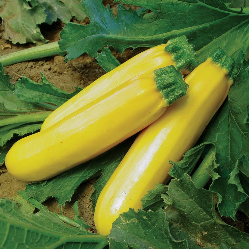 Yellow Crookneck Summer Squash Seeds – Tender, Heirloom Vegetable - Dharaseeds