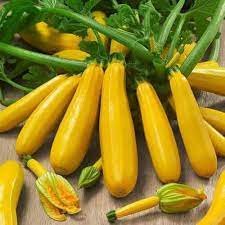 Yellow Crookneck Summer Squash Seeds – Tender, Heirloom Vegetable - Dharaseeds